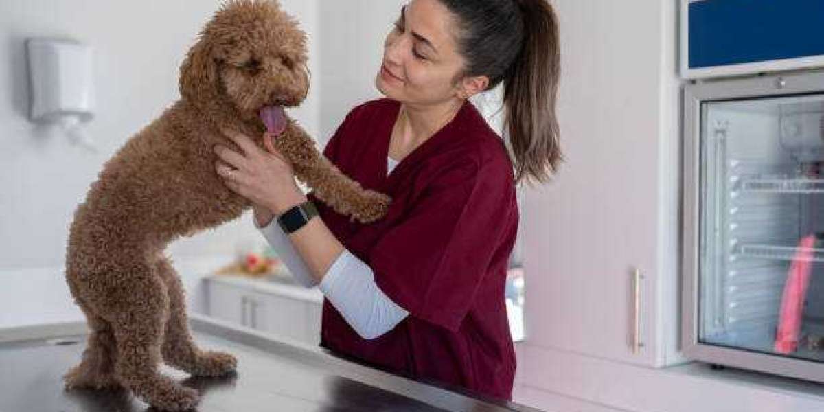 Top 10 Tips for Choosing the Best Pet Care Center Near You